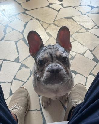 Cane disponibile per monta