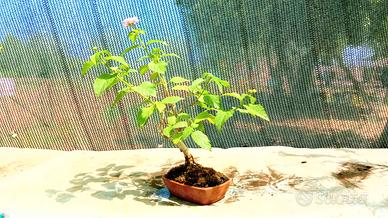mini bonsai di lantana 