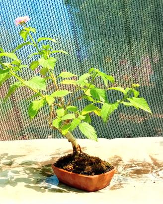 mini bonsai di lantana 