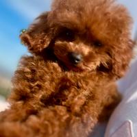 ? Barboncino Asiatico 4,5 mesi. ENCI ?