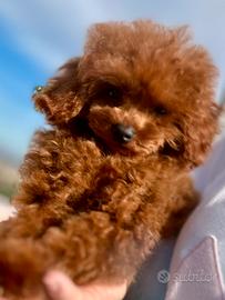 ? Barboncino Asiatico 4,5 mesi. ENCI ?