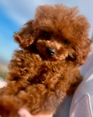 ? Barboncino Asiatico 4,5 mesi. ENCI ?