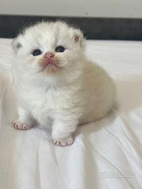 Gattina munchkin a zampe corte