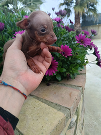Cuccioli di pinscher nano