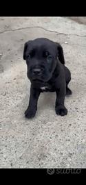 cane Corso