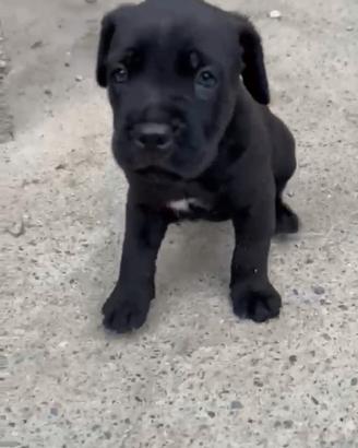 cane Corso