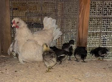 Gallina nana da cova