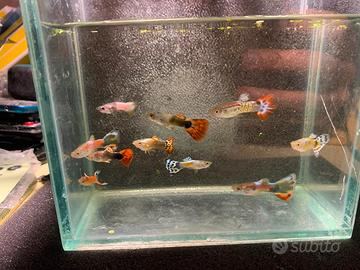 Guppy(solo maschi)