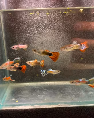 Guppy(solo maschi)