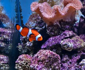 pesce pagliaccio 