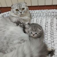 Cucciolo di Schottish