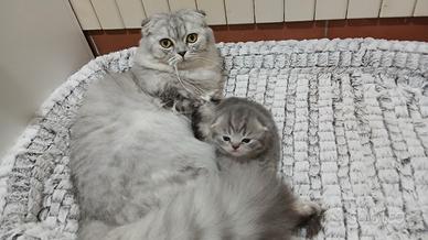 Cucciolo di Schottish