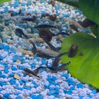 Disponibili baby ancistrus