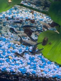 Disponibili baby ancistrus