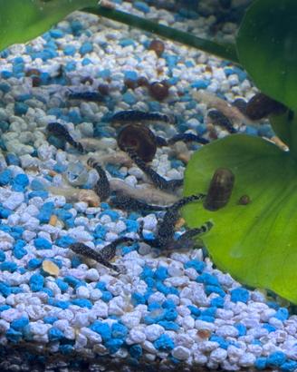 Disponibili baby ancistrus