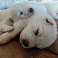 Cuccioli maremmano abruzzese