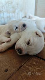 Cuccioli maremmano abruzzese