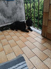 Bulldog francese