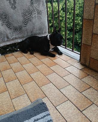 Bulldog francese