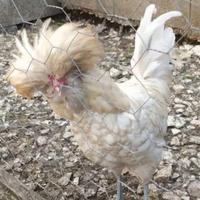 Gallo padovano 1 anno