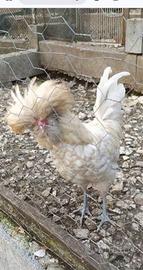 Gallo padovano 1 anno