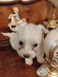 Maltesino maschietto