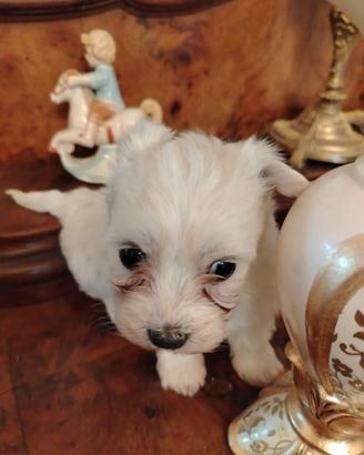 Maltesino maschietto