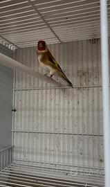 Cardellino Mayor Ancestrale