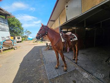 Cavallo