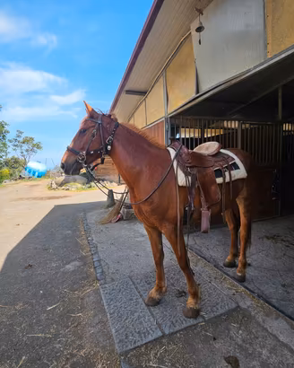Cavallo