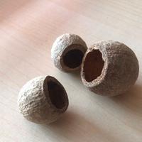 Arredo acquario terrario - baccelli gouri