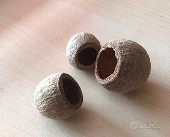 Arredo acquario terrario - baccelli gouri