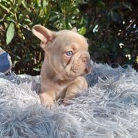 Big Rope Isabella New Shade l4? Bulldog Francese