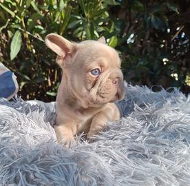 Big Rope Isabella New Shade l4? Bulldog Francese