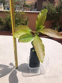 Avocado albero pianta