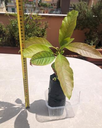 Avocado albero pianta