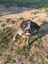 Cuccioli di cane razza Drahthaar