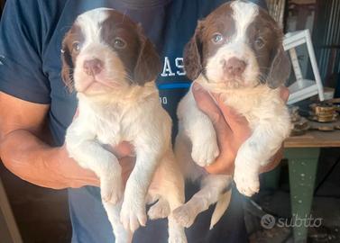 Cuccioli da tartufo