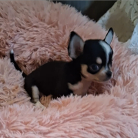 Ceduto Chihuahua mini stupendo FOTO REALI