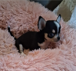 Ceduto Chihuahua mini stupendo FOTO REALI