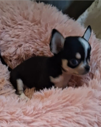 Ceduto Chihuahua mini stupendo FOTO REALI