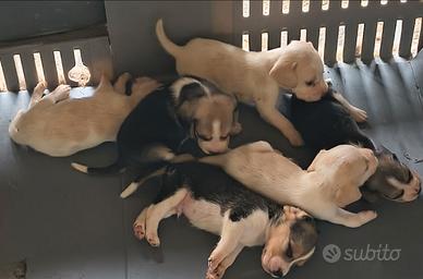 Beagle