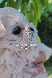 Cucciolo di Maltese