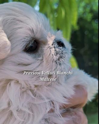 Cucciolo di Maltese