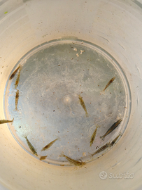 Gamberetti caridine acquario Tiger wild