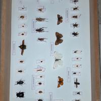 scatola entomologica insetti spillati