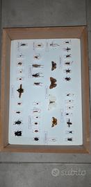 scatola entomologica insetti spillati