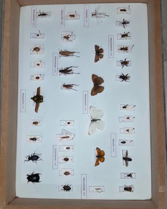scatola entomologica insetti spillati