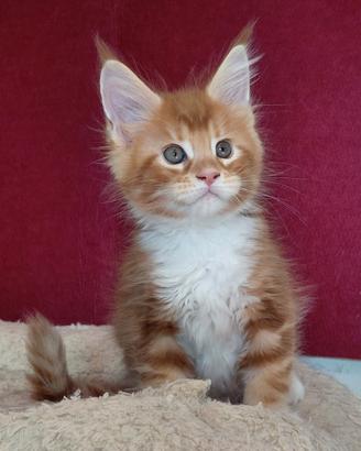 Cuccioli maine coon