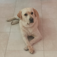 Maschio di labrador con pedigree